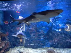 -烟台海昌鲸鲨海洋公园