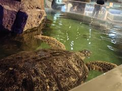 -萌宠奇缘(荣鼎店)