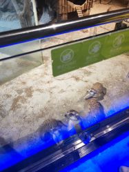 -未来动物城动物主题公园(大悦城店)