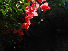 -杨桃院子旅馆(厦门鼓浪屿中华红墨店)
