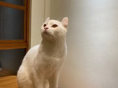 -有猫主题·治愈系猫咖(曾厝垵店)