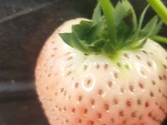 -大自然农场蔬菜草莓采摘园