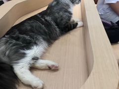 -瞄一喵猫咖(格力海岸店)