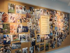 -翊宠yipet猫狗购宠庄园犬舍•猫舍