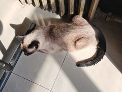 -悦宠动物医院(京丰分院)