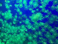 -江和美海洋公园