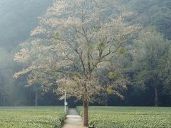 -第101座花园餐厅(湖滨88店)