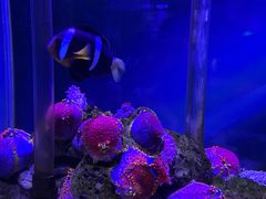 -太平洋海底世界