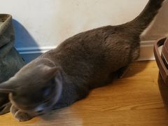 -伟伟宠物医院·CT影像中心·瑞派犬猫综合性门诊(汉口总院)