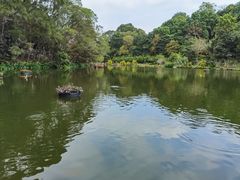 -深圳仙湖植物园