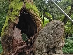 -杭州植物园