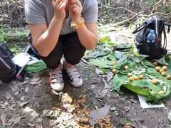 -塘栖枇杷特色园区