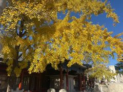 -北京石刻艺术博物馆(五塔寺)