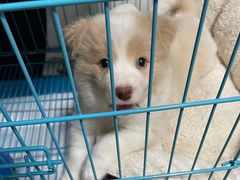 -翊宠yipet猫狗购宠庄园犬舍•猫舍