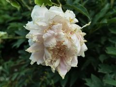 -六月花园咖啡馆(中关村东路店)