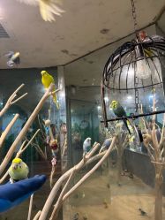-神奇动物撸宠馆·羊驼·小浣熊·异宠(豫园店)