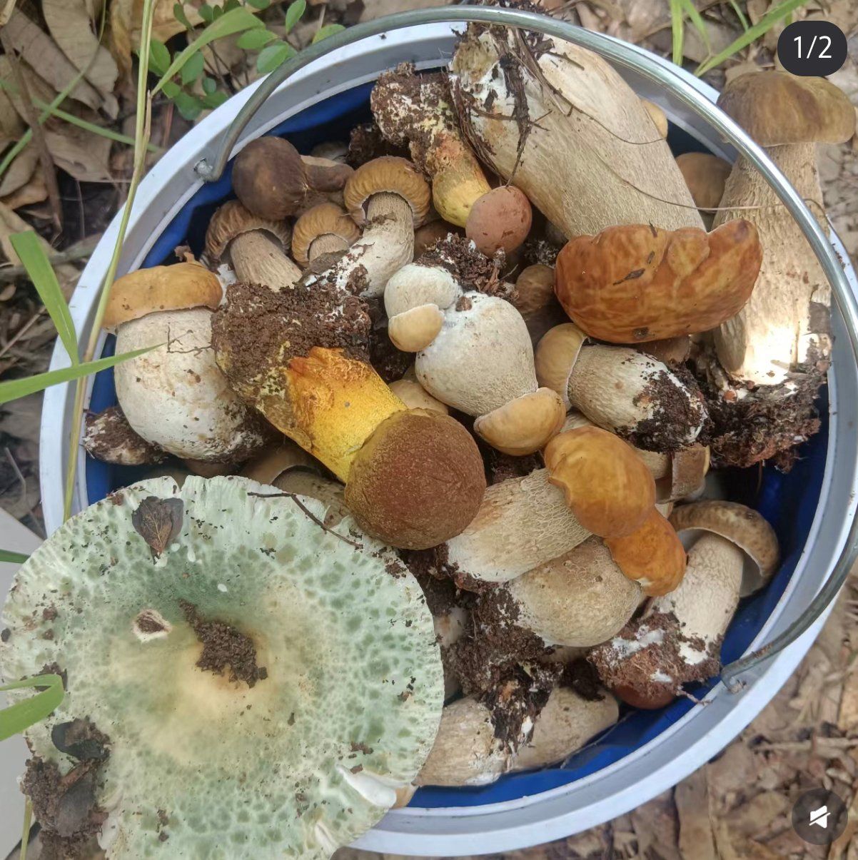  探寻秋日至鲜,必尝野生菌火锅.杂菌拼盘