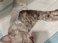 -艾吉宠物医院·疑难杂症转诊中心·猫友好(碧江路院)