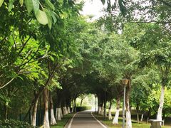 -广东花都湖国家湿地公园