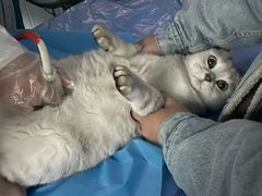 -纳吉亚猫专科动物诊疗中心(蒋宅口分院)