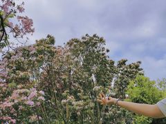 -梧桐山风景名胜区