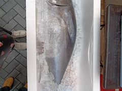 -大起水产回转寿司(道顿堀店)