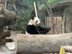 -灵玲国际马戏城