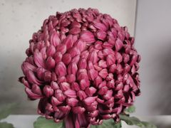 -杭州植物园
