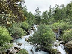 -稻城亚丁景区-冲古草甸