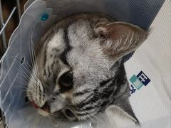 -中农大我爱我爱动物医院·核磁CT·猫病·24小时夜诊中心(石佛营店)