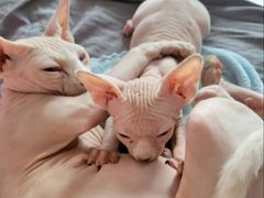 -纳吉亚猫专科动物诊疗中心(蒋宅口分院)