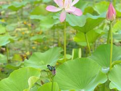 -北龙湖湿地公园