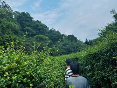 -大屏嶂森林公园