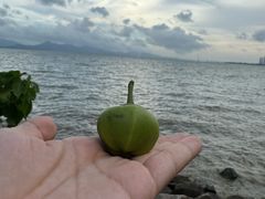 -深圳湾公园(南山区)