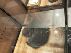 -袖虎·猫馆(体育西路店)