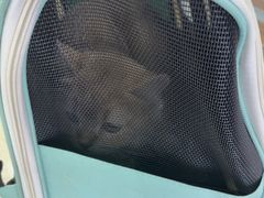 -天宠宠物医院24小时·急重症诊疗中心·全科·腔镜特色(和平分院)