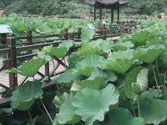 -合肥滨湖国家森林公园