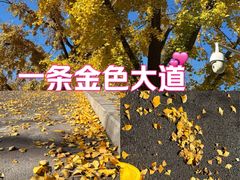 -三里屯东五街银杏大道