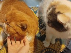 -平行世界·猫咖(首经贸店)