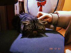 -more than meow吴止猫主题餐厅(承德 中船汇店)