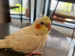 -吉丁鸟咖·异宠·寄养