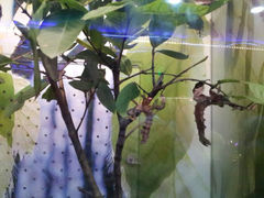 android_upload_pic-上海大自然野生昆虫馆