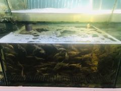 -竹林小屋(库塔店)