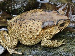 -京玉菲饭店(李村店)