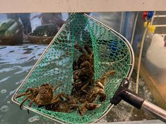 -品鲜村农家菜·阳澄湖大闸蟹(总店)