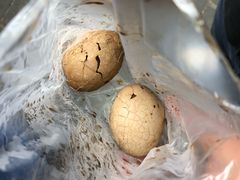 -金盆阿嬷香菇茶叶蛋(玄光店)