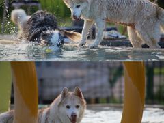 -爪吧宠物乐园 (温榆河示范区店)