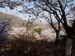 -樱花山风景区