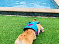 -汪说喵讲宠物乐园宠物酒店(红星美凯龙店)