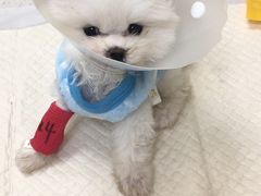 -美联众合动物医院·24h京西诊疗中心